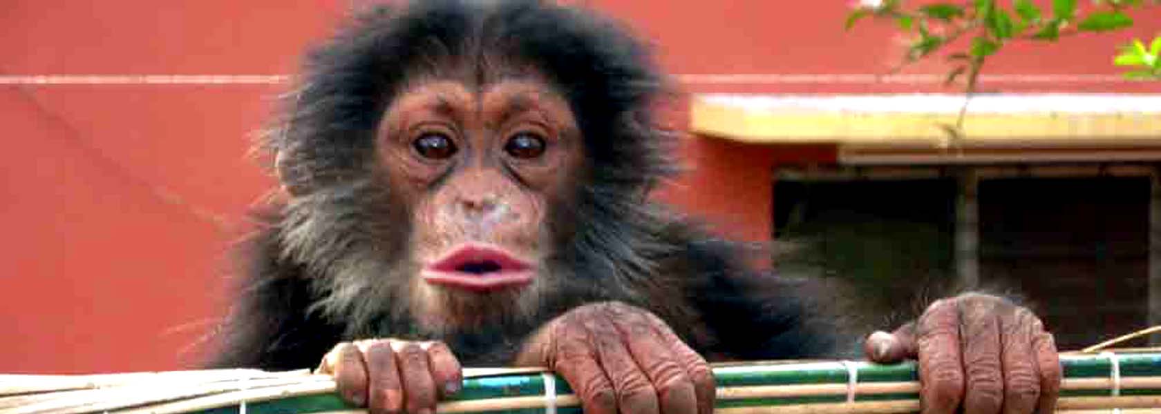 chimpanze et nombreux singes dans le parc de kantanies en guinée bissau