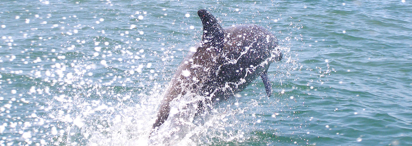 dauphin de l archipel des bijagos vu lors de ballade en bateau entre les réserves