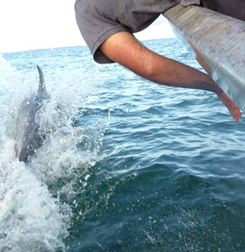 Golfinhos nos Bijagós que quase se podem tocar com a mão na parte da frente de um dos barcos de Kéré