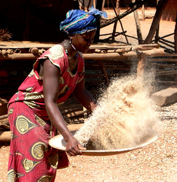 femme tamissant le riz sur la place du village photo d'ecotourisme