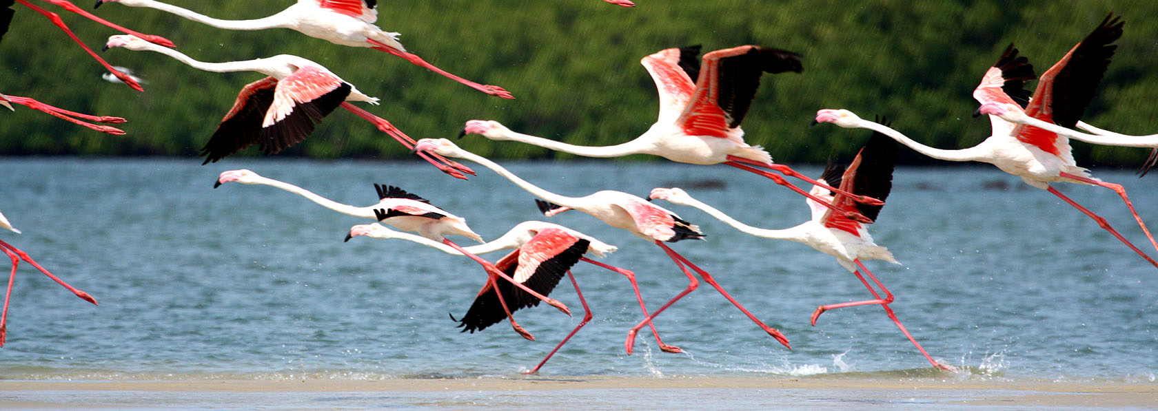 Voo majestoso de flamingos rosa na reserva natural de Orango