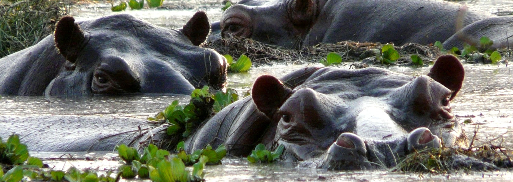 hippopotame marin des bijagos dans leur mare de l'ile d'orango