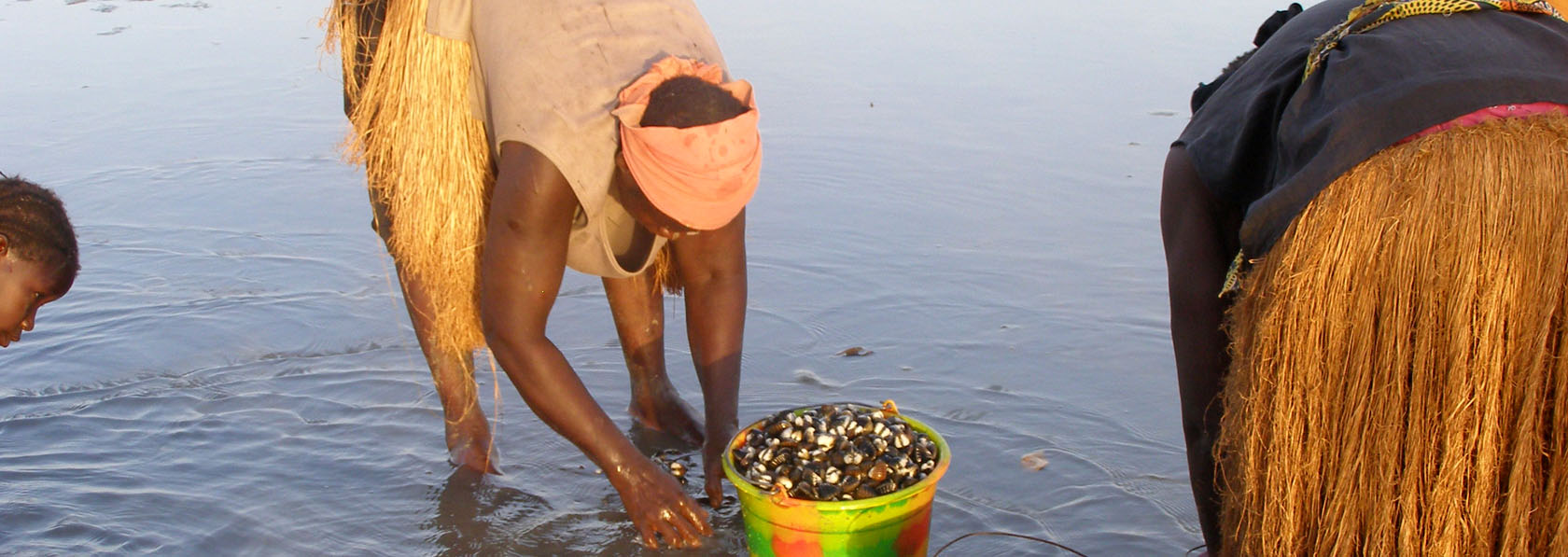 ramassage traditionnel des kombés sorte de coquillage typique de l'archipel 