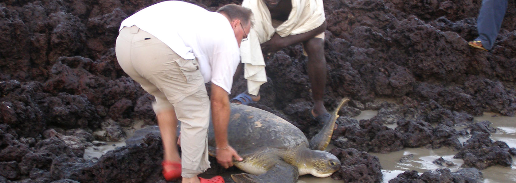 tortue verte sauvé par ecotouriste bienveillant lors d'un séjour ecotourisme