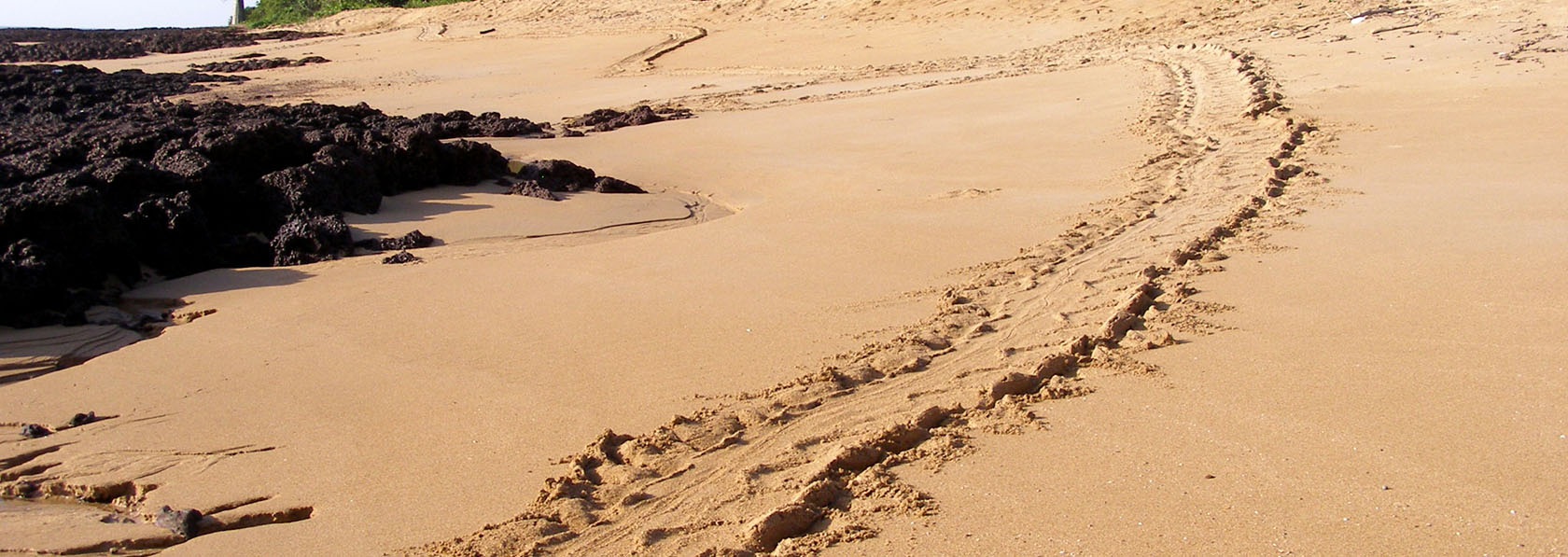 traces de tortue sur l'ilot de poilao reserve naturelle